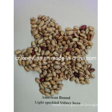 Light Speckled Kindney  American Round Shape Bean